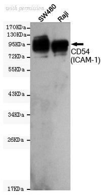 OriGene TA346975 image 1