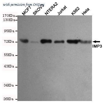 OriGene TA346976 image 1