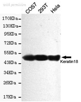 OriGene TA346989 image 1