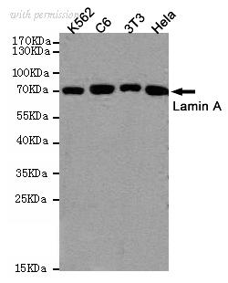 OriGene TA346997 image 1