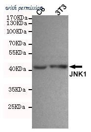 OriGene TA347001 image 1