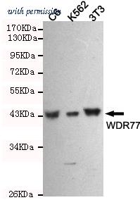 OriGene TA347002 image 1