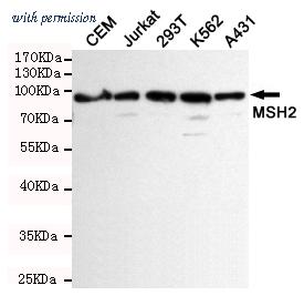 OriGene TA347005 image 1