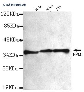 OriGene TA347011 image 1