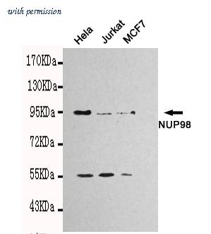 OriGene TA347013 image 1