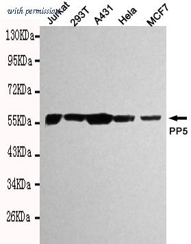 OriGene TA347026 image 1