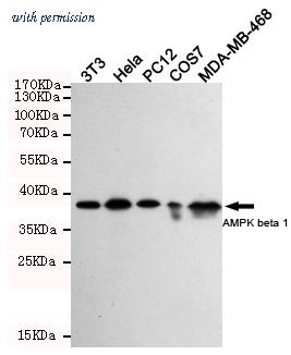 OriGene TA347027 image 1