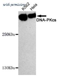 OriGene TA347028 image 1
