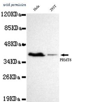 OriGene TA347031 image 1