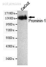OriGene TA347032 image 1