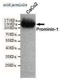 OriGene TA347033 image 1