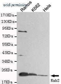 OriGene TA347035 image 1