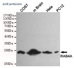 OriGene TA347036 image 1