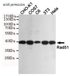 OriGene TA347037 image 1