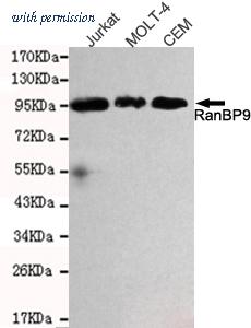 OriGene TA347039 image 1
