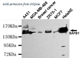 OriGene TA347043 image 1