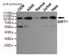 OriGene TA347045 image 1