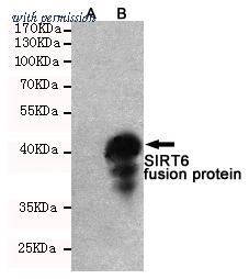 OriGene TA347046 image 1
