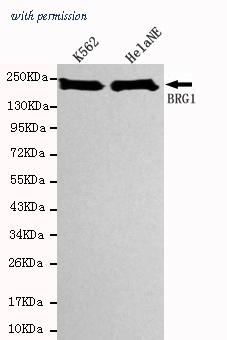 OriGene TA347049 image 1