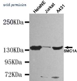 OriGene TA347051 image 1