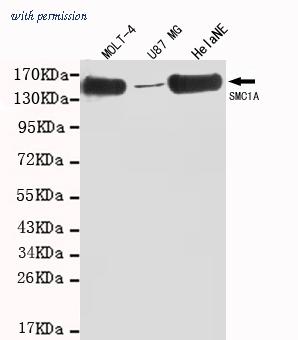 OriGene TA347052 image 1