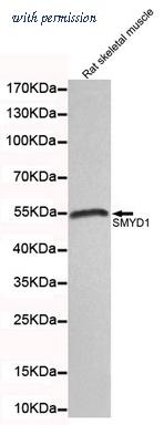 OriGene TA347053 image 1