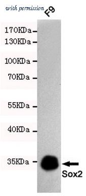 OriGene TA347056 image 1