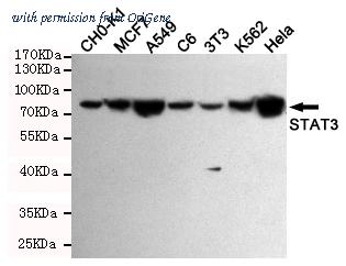 OriGene TA347058 image 1