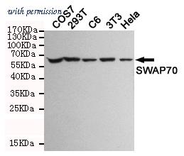 OriGene TA347059 image 1