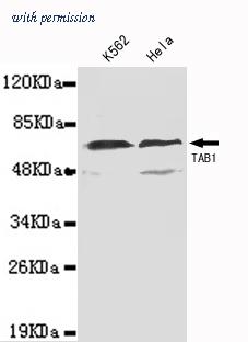 OriGene TA347060 image 1