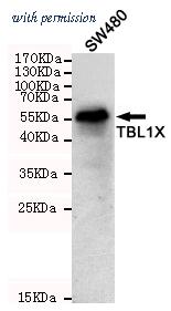 OriGene TA347061 image 1