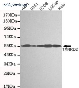 OriGene TA347066 image 1
