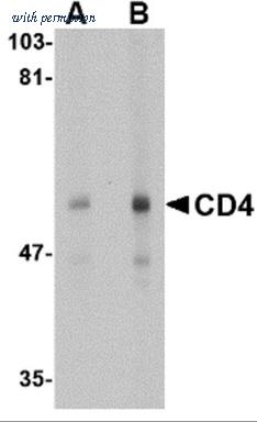 OriGene TA349004 image 1