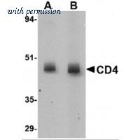 OriGene TA349005 image 1