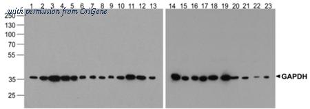 OriGene TA349006 image 1