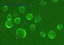 OriGene TA354161 image 1