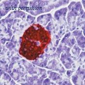 OriGene TA354198 image 1