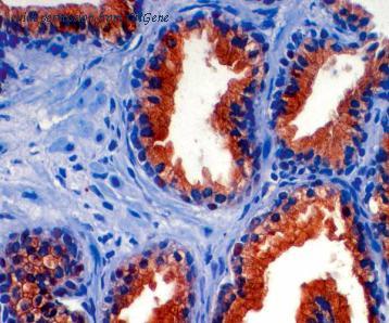 OriGene TA354357 image 1