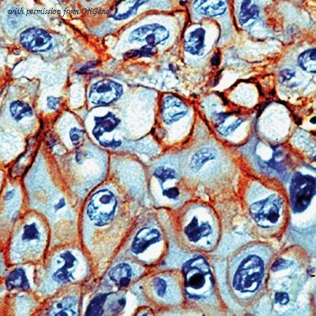 OriGene TA354363 image 1