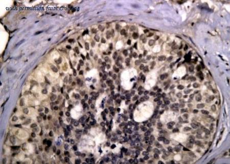 OriGene TA354364 image 1