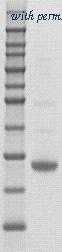 OriGene TA354536 image 1