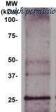 OriGene TA354569 image 1