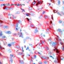 OriGene TA354755 image 1