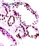 OriGene TA354759 image 1