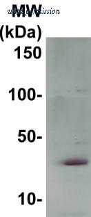 OriGene TA354764 image 1