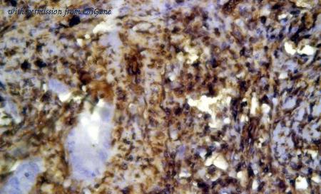 OriGene TA354817 image 1