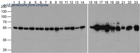 OriGene TA355041 image 1