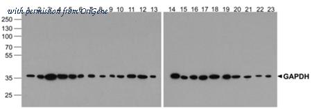 OriGene TA355043 image 1