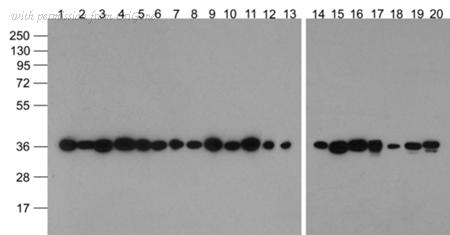 OriGene TA355044 image 1