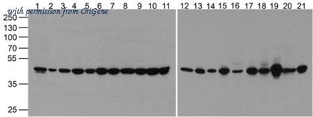 OriGene TA355046 image 1